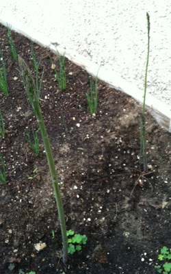 Canning Asparagus