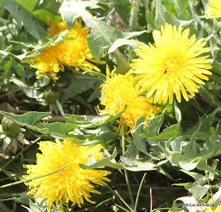 Dandelion Jelly – Sweet like honey!