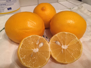 Meyer Lemon Marmalade