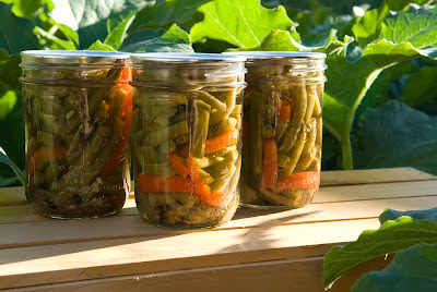 Canning Dilled Green Beans