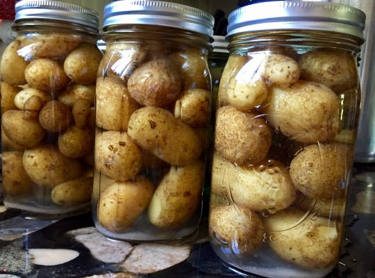 Potato knowledge – Canning them can be about the starch!
