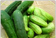 Cucumbers on Left are “Slicers” on the Right are “Picklers”
