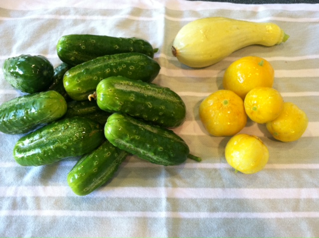 Pickling Cucumber from my garden (left) Lemon Cucumbers (right)