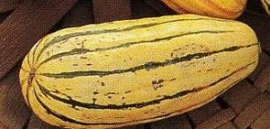 Delicata Squash