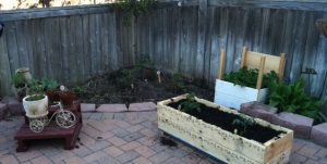 Cherry tomatoes, Potato Box, Sorrell, Zucchini, Herbs