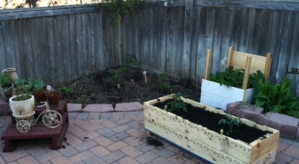 Cherry tomatoes, Potato Box, Sorrell, Zucchini, Herbs