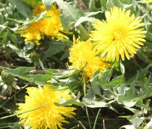 Dandelion Jelly