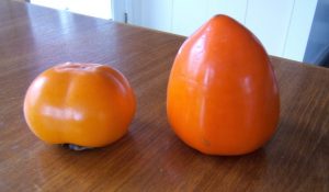 Fuyu Persimmon on the left and Hayachi on the right!