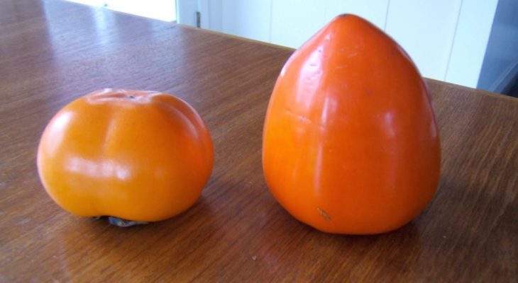 Fuyu Persimmon on the left and Hayachi on the right!