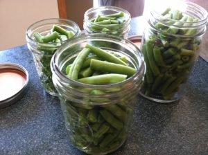 Green Beans cut to one inch lengths. Brine not added yet.