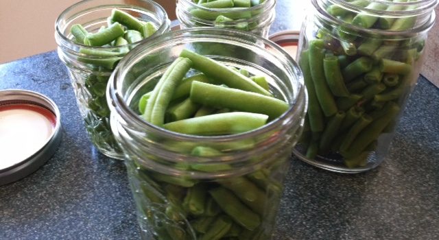 Green Beans cut to one inch lengths. Brine not added yet.