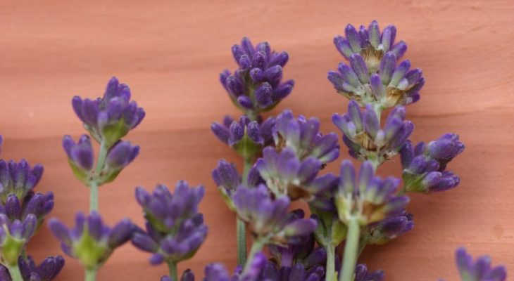 Lavender Champagne Jelly