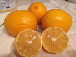 Meyer Lemon Marmalade