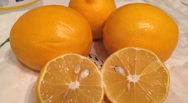 Meyer Lemon Marmalade