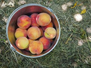 Peach Lavender Jam