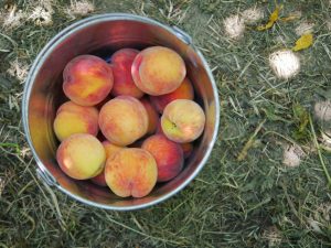 Peach Lavender Jam