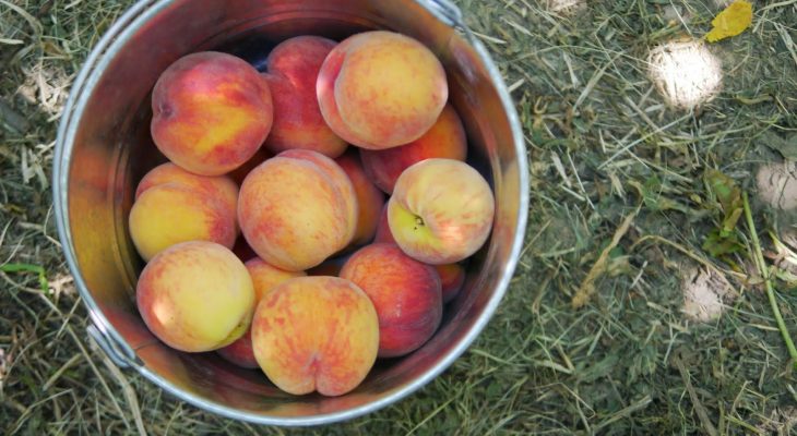 Peach Lavender Jam