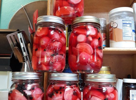 Canning Honey Pickled Radishes and Radish Relish