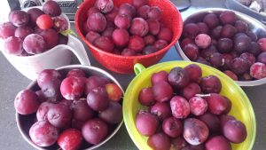 Plum Preserve