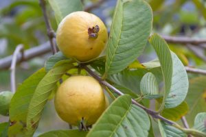 Ripe Mexican Guava