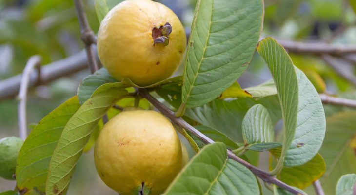 Ripe Mexican Guava