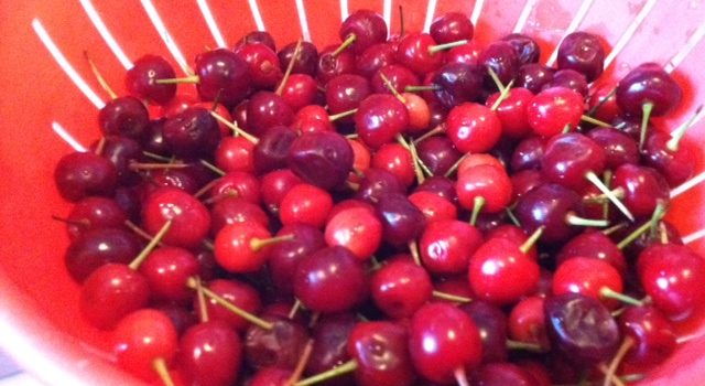 Sour Cherries and the tiny stems