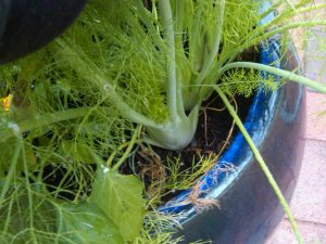 Sweet Onion & Fennel Relish