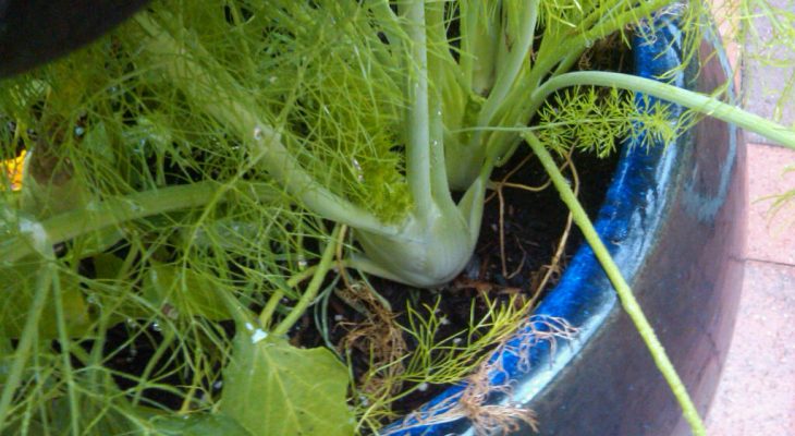 Sweet Onion & Fennel Relish