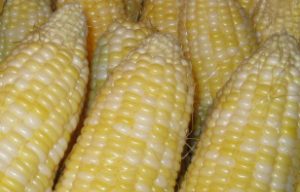 White corn