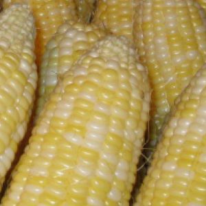 White corn