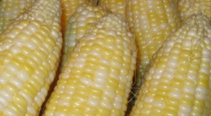 White corn