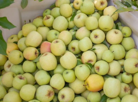 Canning Applesauce Will Let You Enjoy Your Apples Year Round